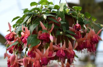 Ампельный сорт в подвесном кашпо