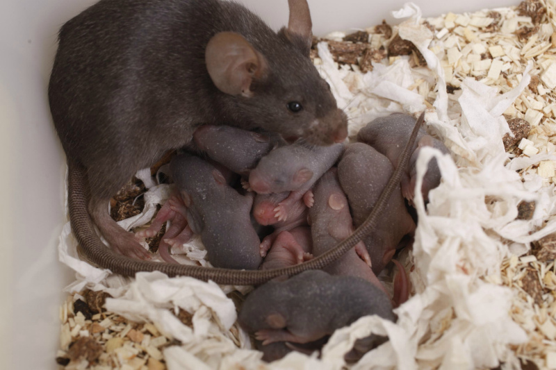 Гнездо крысы