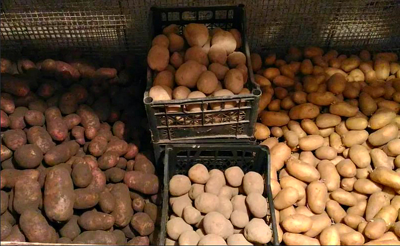 Хранение картофеля по сортам