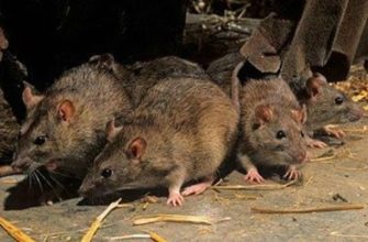Как избавиться от грызунов