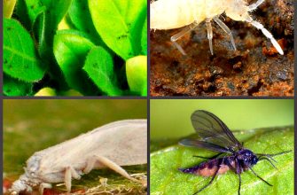 Вредители - мошки в цветах