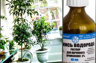 комнатные цветы и перекись