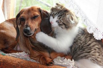 Животные в доме