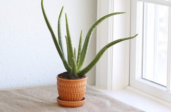 кошачий наполнитель