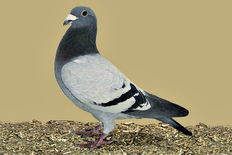 Бельгийский голубь