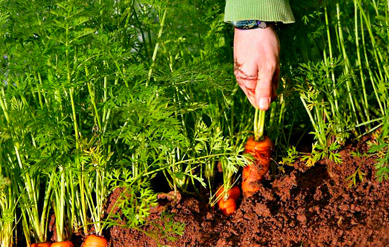 Дачные советы- как вырастить морковь