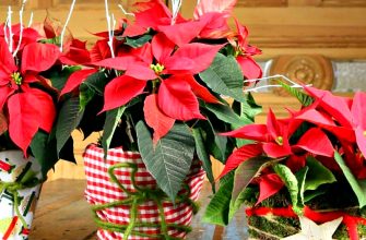 молочай прекраснейший