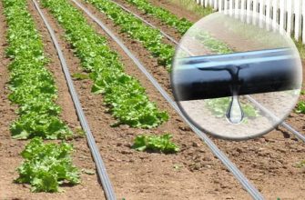 Капельный полив на огороде