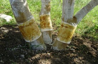 Ловчие пояса