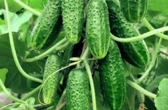 Огурцы-зеленцы