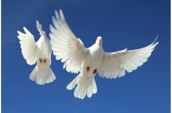 Парящие голуби