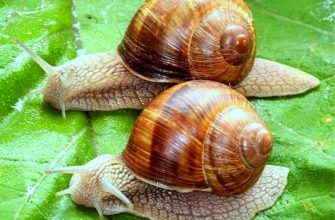 можно разводить