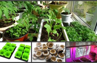 Выращивание рассады, чтобы ничего не забыть