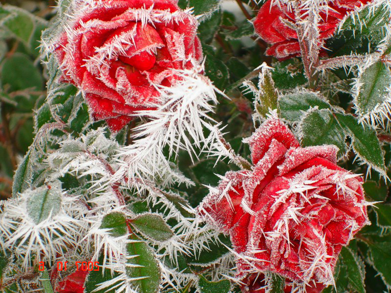 Замерзшие розы могли спасти криопротекторы