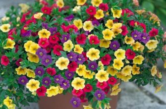 петуния в кашпо