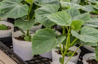 Выращиваем огурцы на рассаду