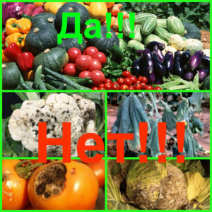 Здоровые овощи-да! Огородные болезни - нет!