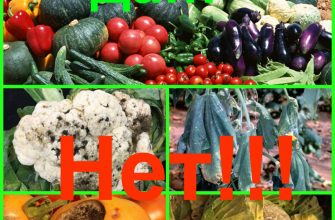 Здоровые овощи-да! Огородные болезни - нет!