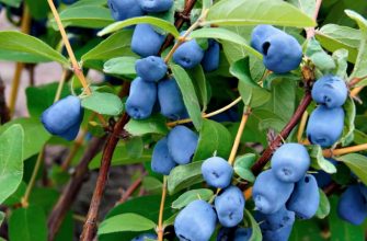 Жимолость съедобная