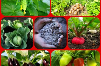 Зола ценное удобрение