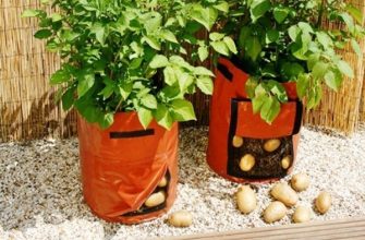 Картофель из кармана