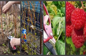 Малина весной