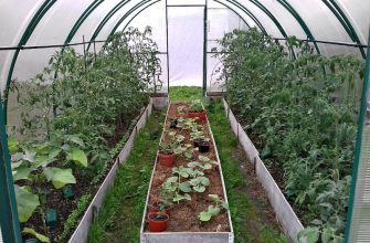 Разные овощи в теплице