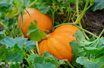 Тыква на плети