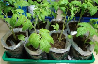 Выращивание рассады