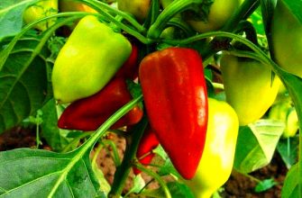 Урожай перца на кустах