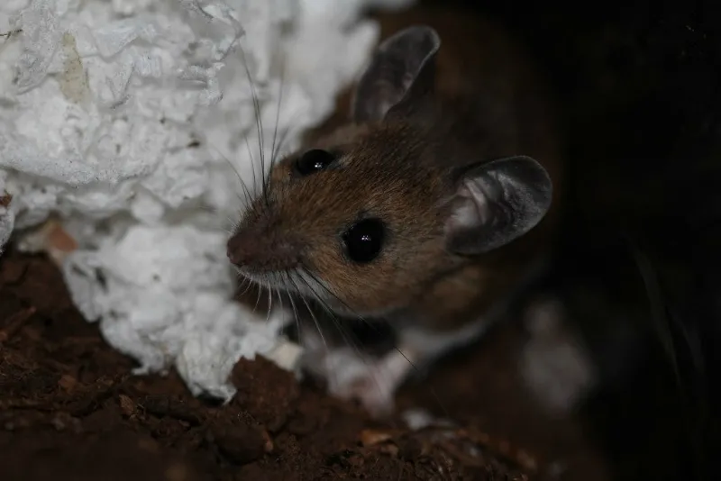 Утеплитель пенополистирол