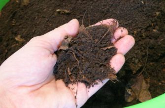 Земля из леса для рассады