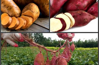 Батат - плод долголетия
