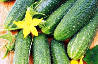 Чем подкормить огурцы для богатого урожая