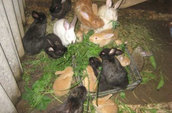 Кролики - летнее выращивание