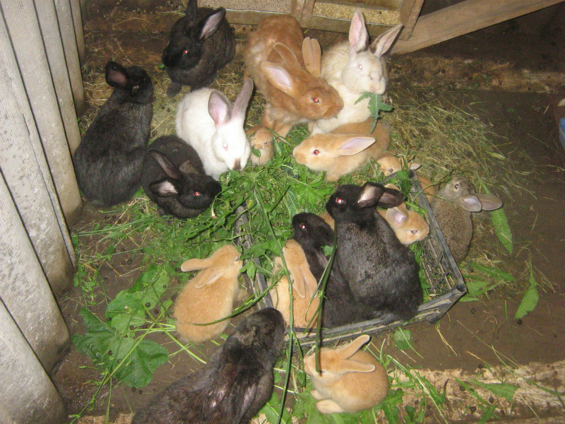 Кролики - летнее выращивание