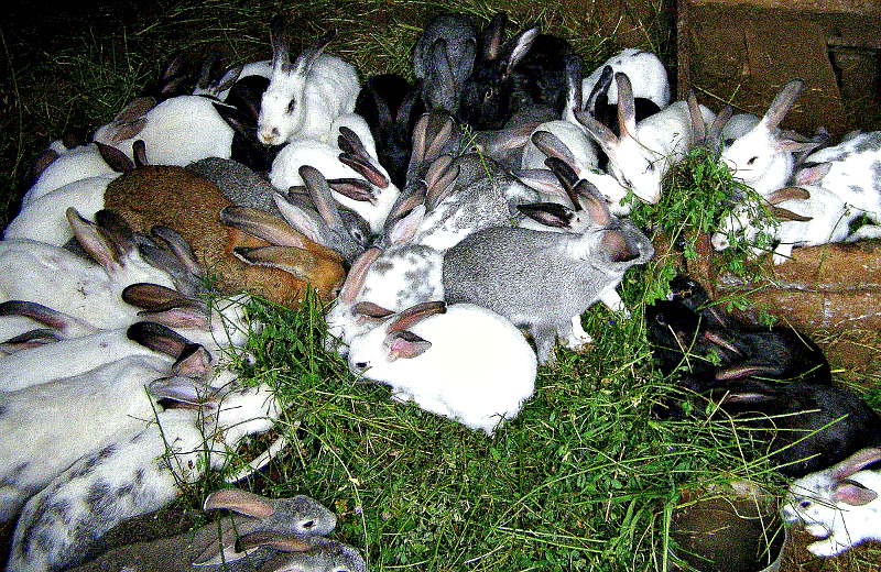 Кролики разведение
