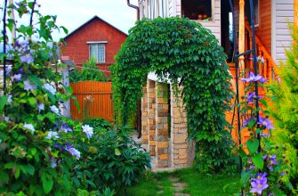 Лианы для вертикального озеленения