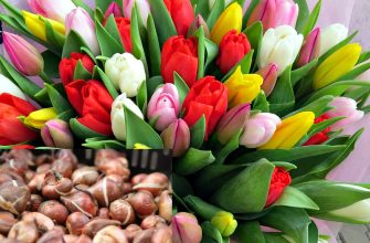 Луковицы тюльпанов и цветы