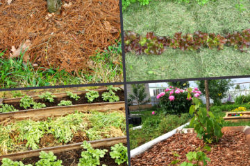 мульча в огороде