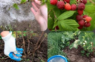 Подкормки малины ранней весной