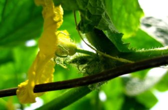 Пустоцветы