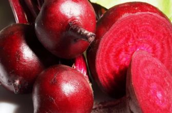 столовая свекла