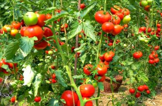 выращивание помидоров