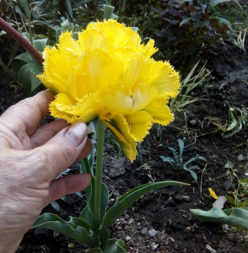 Желтые тюльпаны - символ счастья