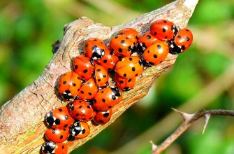 Божья коровка