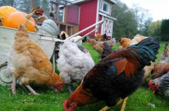 Куры на даче