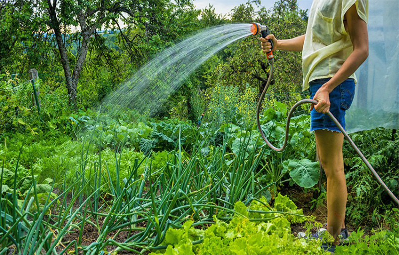 Правильный полив растений — залог обильных урожаев