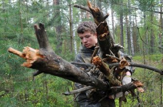 Сбор валежника