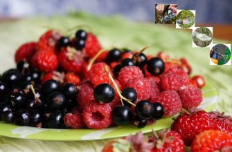 Уход за ягодниками